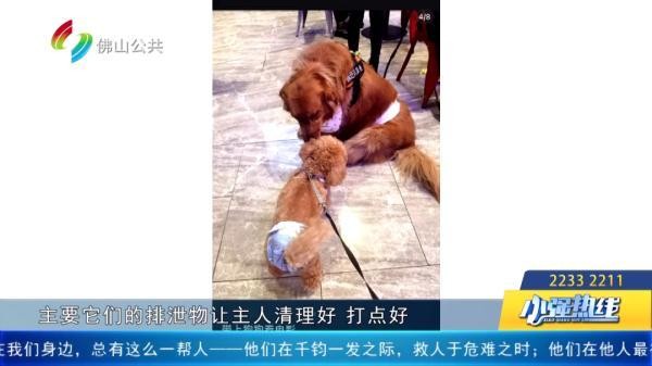 多地推出携犬观影佛山有吗街坊最关心的问题是……