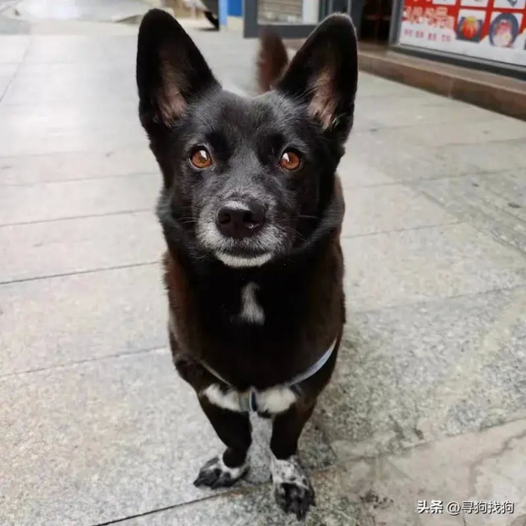 佛山市三水区3000寻找中华田园犬