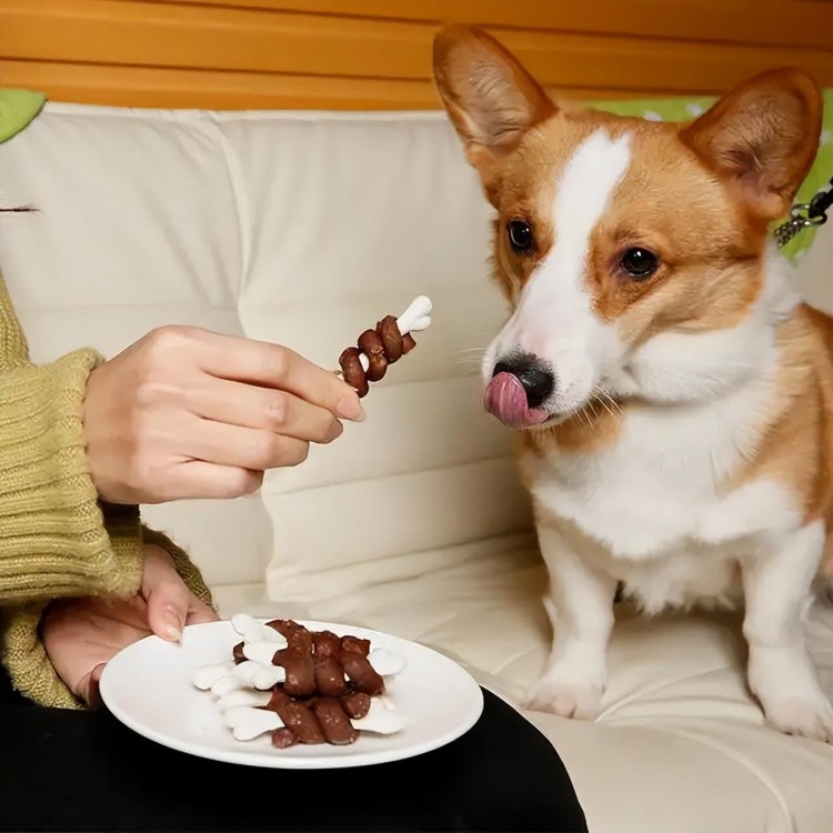 狗狗也会偏心！对认定的主人它有不同的行为