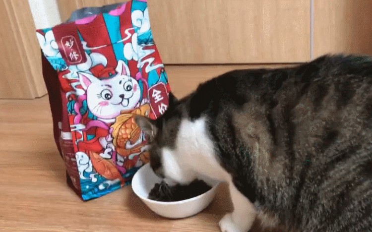 除了给猫咪吃猫粮再喂这几种食物更加营养健康