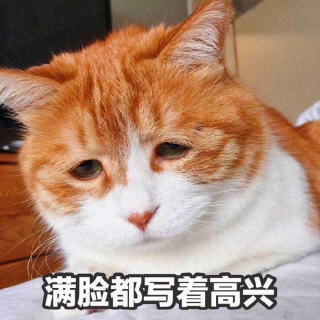 猫过度肥胖怎么办？