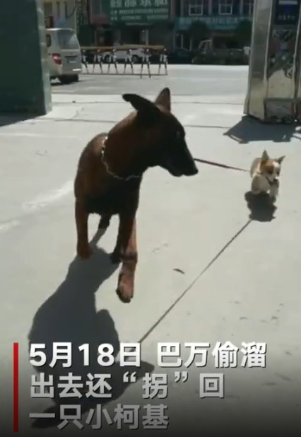 流浪狗努力考上警犬这天出门还找了个小弟叼回来一只柯基