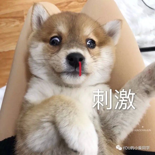 柴犬为什么那么招人喜欢好饲养吗