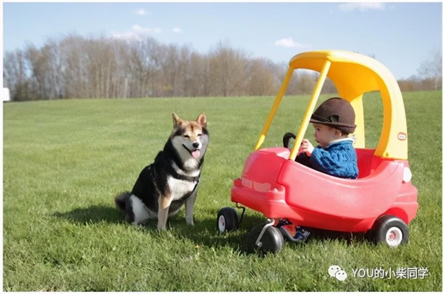 谁说有孩子不能养柴犬？非常高兴