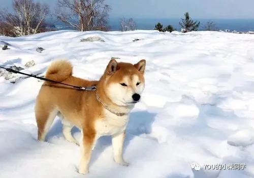 教你怎样养一只健康的柴犬，铲土官记得